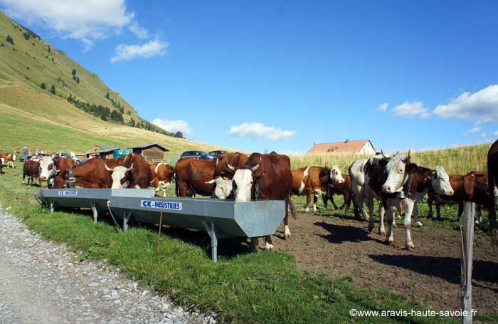 abreuvoir pour vache Haute Savoie La ferme de denise col des aravis