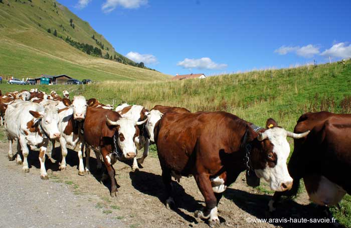 Troupeau de vaches Abondance des Aravis Le troupeau de vaches s'achemine tranquillement, il est l'heure de rentrer à la ferme.