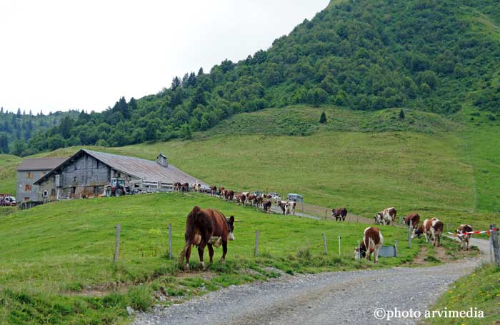 Traite des vaches Alpage de Haute Savoie En fin d'après midi les vaches rentrent à la ferme pour la traite.