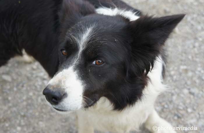 Border collie chien de troupeau gardien de troupeau de vache le border collie est indispensable au producteur de fromage en Haute Savoie
