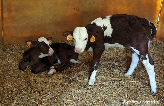 le sevrage des veaux Les jeunes veaux en sevrage attendent leur tour pour rejoindre le troupeau dans le pâturage.