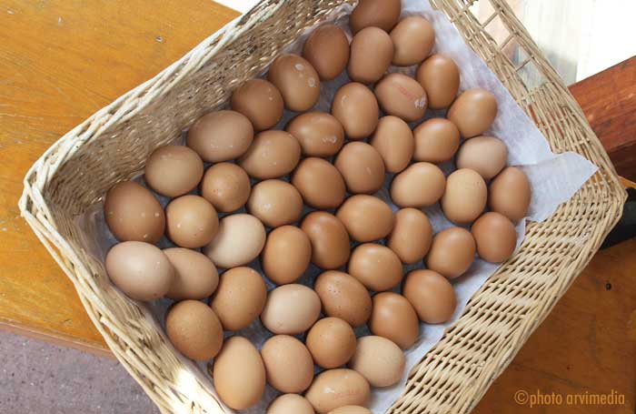 vente de bons oeufs frais de la ferme en direct du paysan dans notre magasin Chez Mireille crèmerie