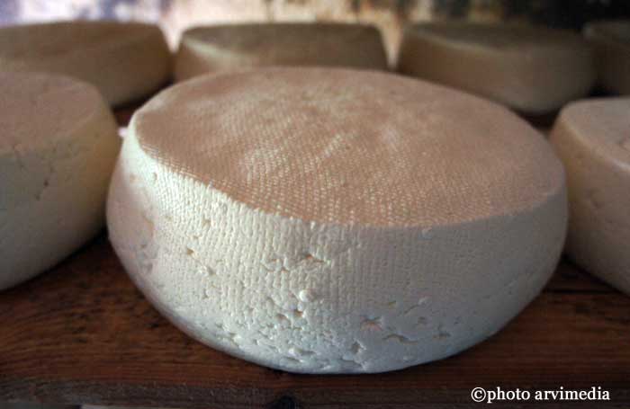 Les différentes étapes de l'affinage des tommes Tommes fraiches moulées salées et pressées déposées sur une planche en bois pour l'affinage.