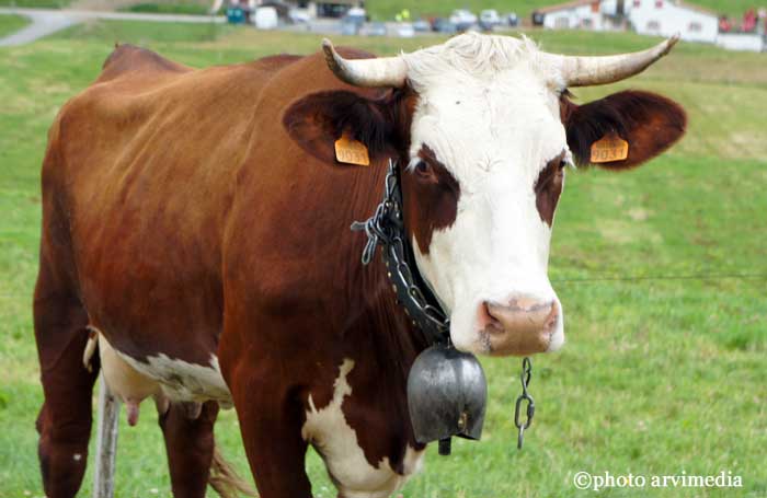 Vache Abondance reblochon fermier Thônes On reconnait la race de vache Abondance grâce à ses lunettes de soleil photo arvimedia